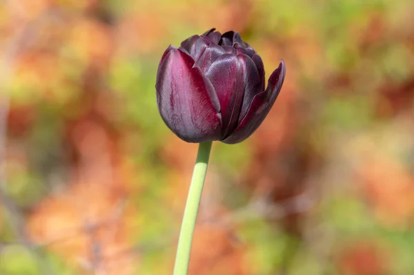 Tulipa Hybrida Diamante Preto Roxo Escuro Planta Floração Violeta Flores — Fotografia de Stock