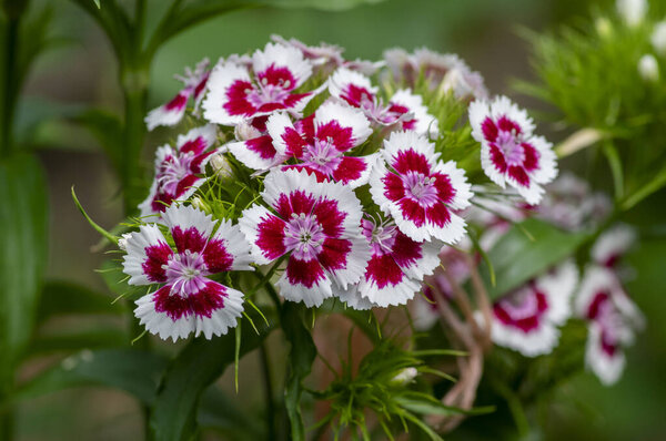 Dianthus barbatus красивые декоративные цветущие растения, группа ярко-розовых фиолетовых белых цветов в цвету, зеленые листья