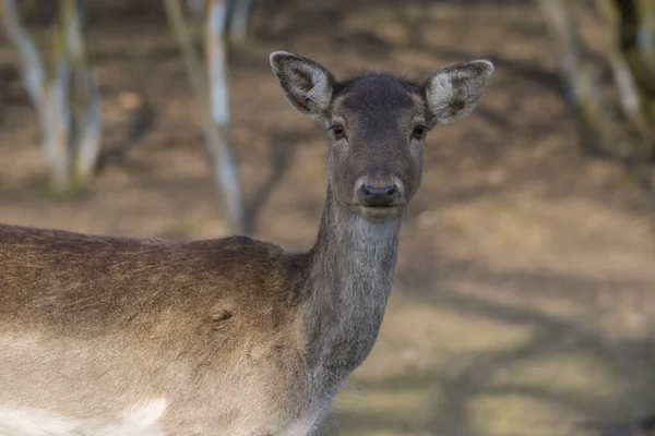 Dama Avrupalı nadasa geyik kahverengisi renk sonbahar mevsiminde çayırda yabani memeli, güzel orman hayvanı vahşi yaşam