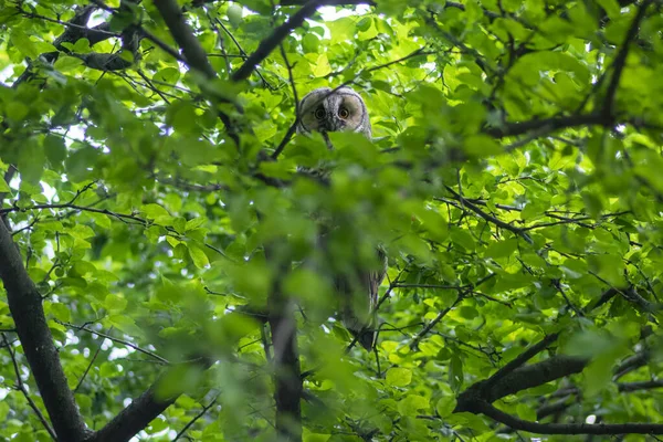 Junge Schöne Große Nachtvogel Langohr Asio Otus Sitzt Auf Dem — Stockfoto