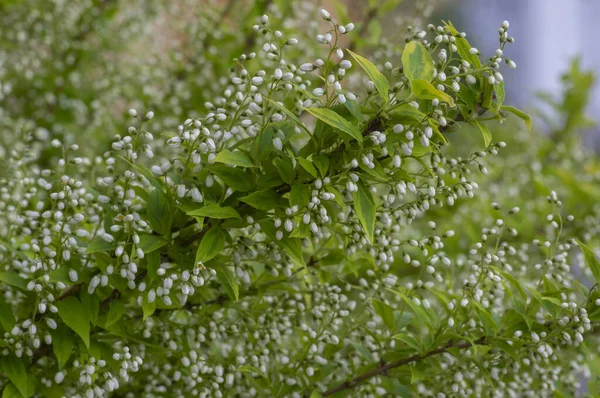 Deutzia Gracilis Duncan Chardonnay Gyöngy Fehér Virágos Cserje Gyönyörű Díszvirágok — Stock Fotó