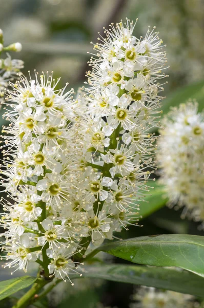 Prunus laurocerasus kiraz çiçekli bitkiler, çalılıklardaki beyaz çiçekler, yeşil yapraklar
