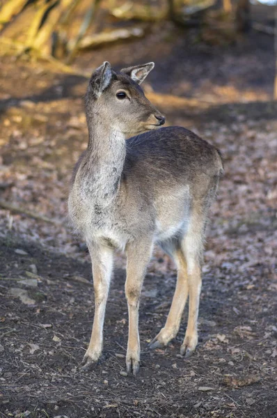 秋の冬の時間に牧草地でダマヨーロッパの秋の鹿茶色の色の野生の発光哺乳動物 美しい森林動物の野生動物 — ストック写真