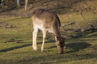 Dama Avrupalı nadasa geyik kahverengisi renk sonbahar mevsiminde çayırda yabani memeli, güzel orman hayvanı vahşi yaşam