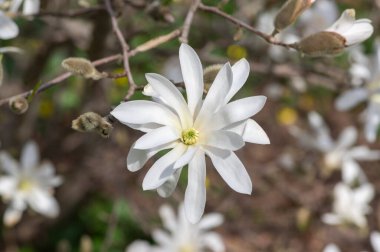 Yıldız Magnolia stellata erken bahar çiçekli çalılar, dallarında parlak beyaz tepeler olan güzel çiçekler.