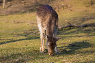 Dama Avrupalı nadasa geyik kahverengisi renk sonbahar mevsiminde çayırda yabani memeli, güzel orman hayvanı vahşi yaşam