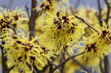 Hamamelis intermedya sarı kış çiçekleri, şaşırtıcı cadı fındığı grubu Arnold dallarda çiçek açacağına söz verdi.