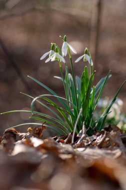 Galanthus nivalis çiçekli bitkiler, parlak beyaz kar damlası doğada çiçek açıyor