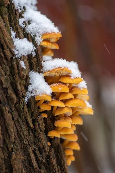 Flammulina Velutipes Mushroom Wooden Log Dark Bark Forest Winter Season — Stock Photo, Image