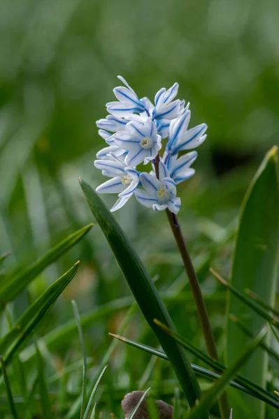 Пушкінська Цибулинна Квітка Ранньої Весни Цвіте Маленька Біло Блакитна Квітуча — стокове фото