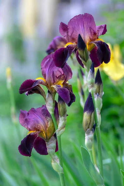 Iris Germanica Fleurs Ornementales Fleurs Belles Plantes Fleurs Haut Drapeau — Photo