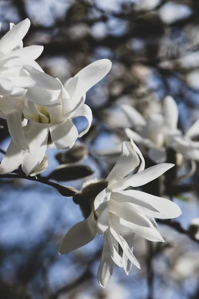 Star Magnolia Stellata Early Spring Flowering Shrub Beautiful Flowers Bright — Stock Photo, Image