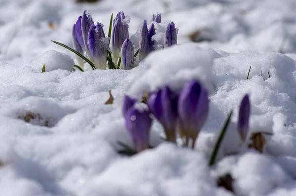 Pole Kwitnących Roślin Crocus Vernus Pokryte Śniegiem Grupa Jasnych Kolorowych — Zdjęcie stockowe