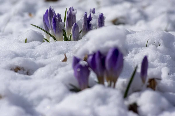 Campo Piante Croco Vernus Fiorite Ricoperte Neve Gruppo Brillanti Fiori — Foto Stock