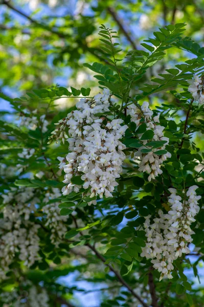 Robinia Pseudoacacia Ornamental Tree Bloom Bright White Flowering Bunch Flowers — 图库照片