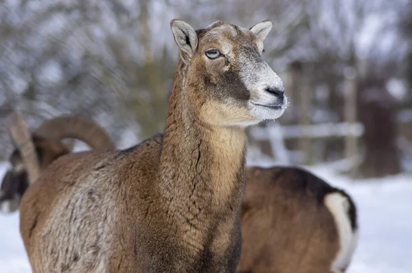 冬の間 牧草地で野生のムクロフンの羊の群れが雪の中を歩く 美しい寒さは日光の下で毛皮の野生動物をコーティング — ストック写真