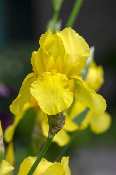 Iris Germanica Sierbloemen Bloei Mooie Hoog Bloeiende Siberische Vlaggenplanten Tuin — Stockfoto