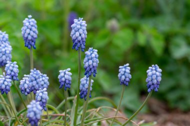 Muscari aucheri üzümlü sümbül okyanus büyüsü albümü çiçek açmış süslemeli çiçek açmış ilkbahar soğanlı bitkiler güneş ışığı altında