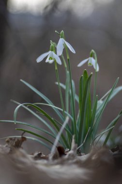 Galanthus nivalis çiçekli bitkiler, parlak beyaz kar damlası doğada çiçek açıyor