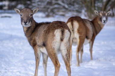 Kışın otlakta otlayan yabani koyun sürüsü, karda yürüyen güzel soğuk hava, gün ışığında tüylü vahşi hayvan memelileri kaplıyor.