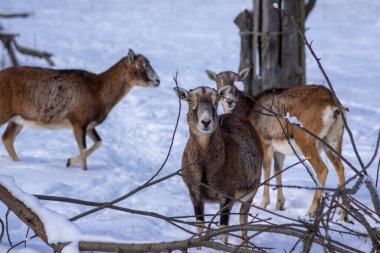 Kışın otlakta otlayan yabani koyun sürüsü, karda yürüyen güzel soğuk hava, gün ışığında tüylü vahşi hayvan memelileri kaplıyor.