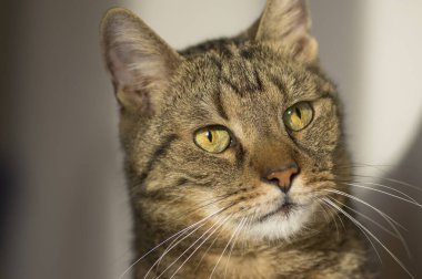 Güneşin altında miskin, sevimli evcil kedi, odaklanmış ifade.