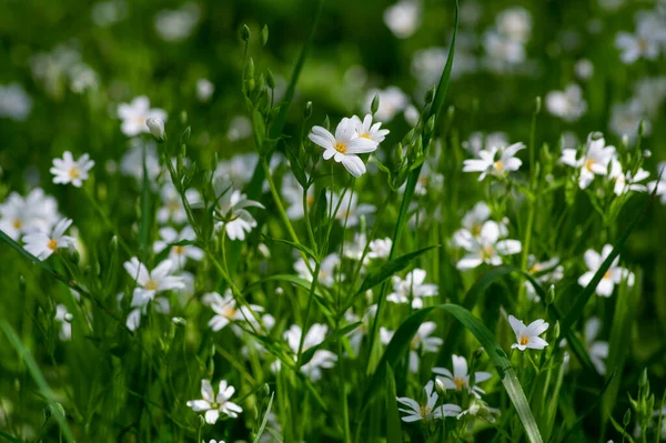 Stellaria Holostea Lumineux Blanc Des Plantes Forêt Fleurs Sauvages Rabelera — Photo