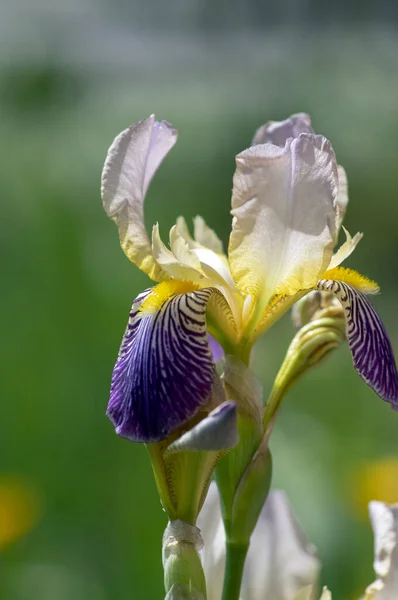 Iris Sambucina Haute Plante Printanière Fleurs Colorées Sureau Parfumé Iris — Photo