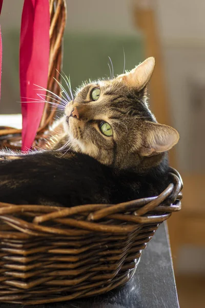 Lazy Cute Marble Domestic Cat Lying Relaxing Basket Focused Expression — Stock Photo, Image