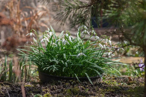 Galanthus Nivalis Blühende Pflanzen Leuchtend Weißes Schneeglöckchen Der Natur — Stockfoto