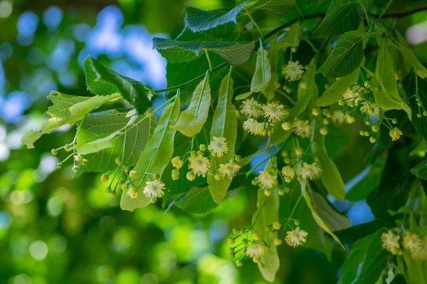 ティリア コルデータ リンデンの木の枝が咲き 春に小葉の石灰 春の日光に緑の葉を咲かせます — ストック写真