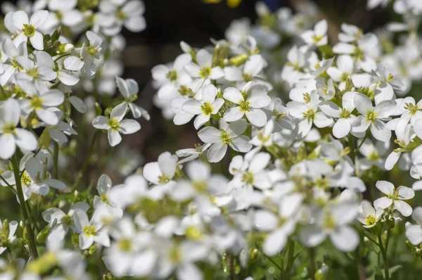 アラビスCaucasicaアラビス山ロッククレス春咲きの植物 庭に咲く白い花弁の原因となるロックレス花 — ストック写真