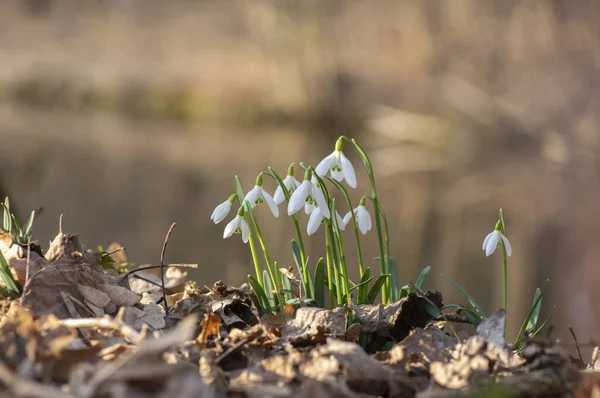 Galanthus Nivalis Plantas Com Flores Branco Brilhante Comum Nevasca Flor — Fotografia de Stock