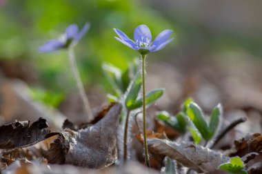 Anemone hepatica yaygın karaciğer otu böbrek otu çiçekleri açmakta, ilkbaharın başlarında çiçek açan mavi ormanlık orman bitkisi