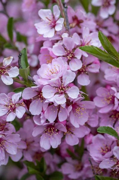 Prunus Tenella Zwerg Russische Mandelblüten Blühen Auf Zweigen Schöner Zierpflanzenstrauch — Stockfoto