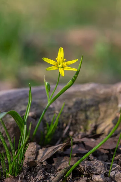 Gagea Lutea Planta Floreciente Silvestre Primavera Grupo Flores Pétalas Estrella — Foto de Stock