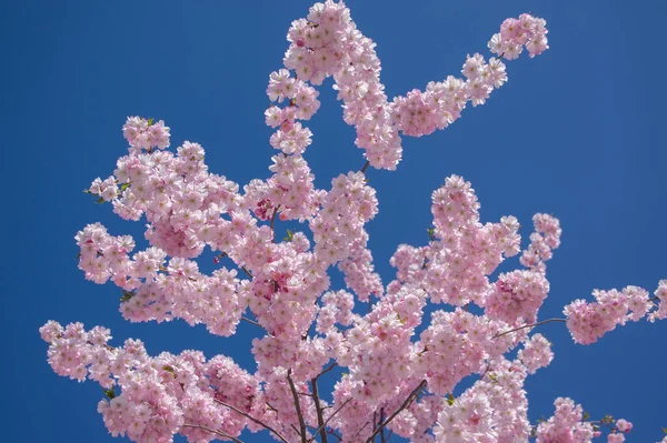 Prunus Sargentii Accolade Sargent 아름다운 꽃봉오리에 — 스톡 사진