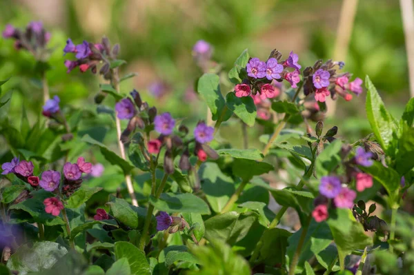 Pulmonaria Officinalis Volně Rostoucí Zalesněná Rostlina Skupina Fialově Fialových Růžových — Stock fotografie