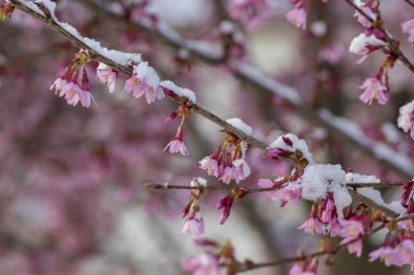 Prunus incam okame kiraz süslemesi çiçek açmış küçük ağaç çiçekleri, güzel pembe çiçek açan bahar zamanı dalları beyaz karla kaplı,
