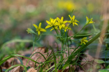 Gagea lutea vahşi bahar çiçekleri, Beytüllahim 'in sarı çiçekleri ve yeşil yaprakları.