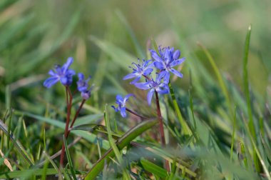 Scilla bifolia alp iki yapraklı squill erken bahar çiçekleri çiçek, küçük güzel mavi çiçekli çimenler