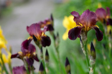 Çiçeklerle süslenmiş Iris Germanica çiçekleri, bahçede çiçek açan güzel uzun Sibirya bayrakları.