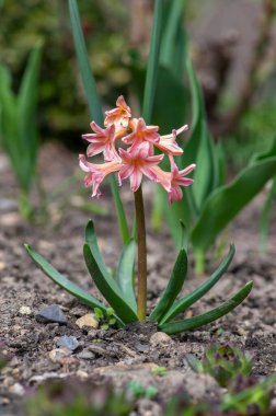 Hyacintus oryantalis erken bahar çiçekleri çiçek açmış, bir grup süslü çiçek ve bahçede yeşil yapraklar