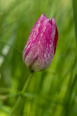 Pembe ve beyaz renkli Rembrandt şerbet laleleri çiçek açıyor, bahar çiçekleri çiçek açıyor süs bahçesinde güzel bitkiler.