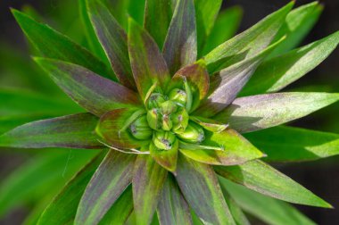 Lilium orientalis çiçekleri büyümeye başlar. İlkbahar mevsiminde güneş ışığı altında toprakta ilk yapraklar oluşur.