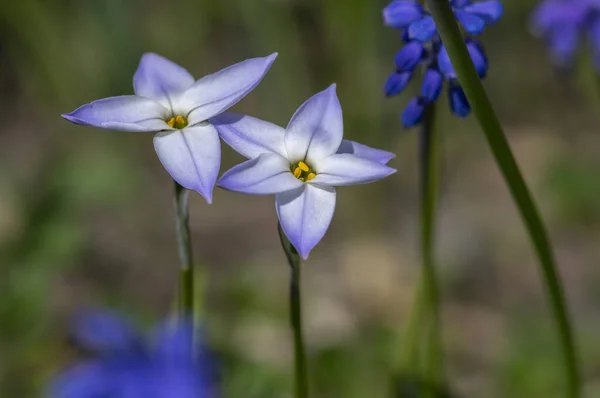 Ipheion Uniflorum Flores Estrellas Primavera Flor Pequeña Planta Floreciente Bulbosa — Foto de Stock