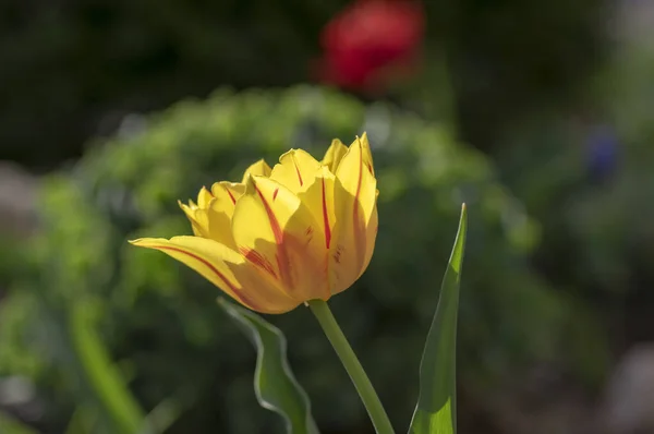Ярко Желтые Красные Два Цвета Монселла Тюльпаны Гибридные Весенние Цветущие — стоковое фото