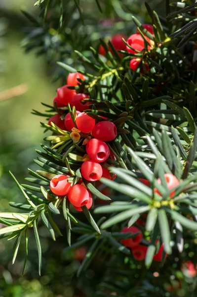 Taxus Baccata Teixo Europeu Arbusto Coníferas Com Frutos Vermelhos Venenosos — Fotografia de Stock