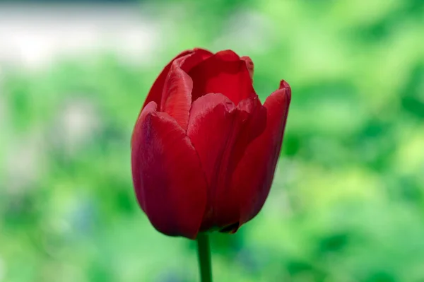 Темно Ярко Красный Цвет Страны Дарвин Тюльпаны Цвету Букет Весенних — стоковое фото