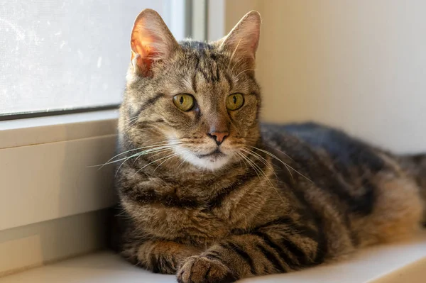 Pencerenin Kenarına Uzanmış Miskin Sevimli Evcil Kedi Içeri Bakıyor Odaklanmış — Stok fotoğraf